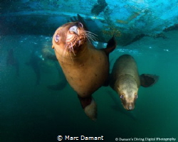 Hanging out under the boat with some frisky Sea Lions! by Marc Damant 